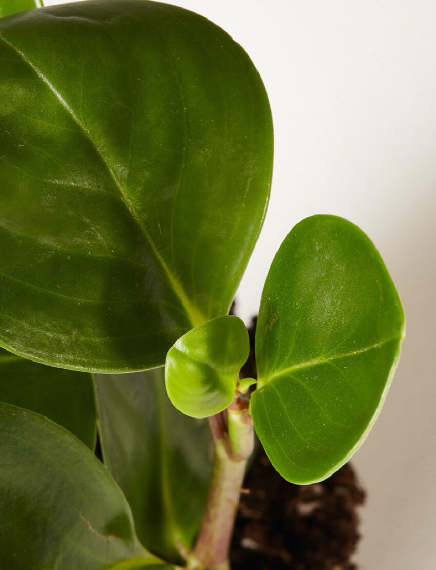 product_plants_02_4
