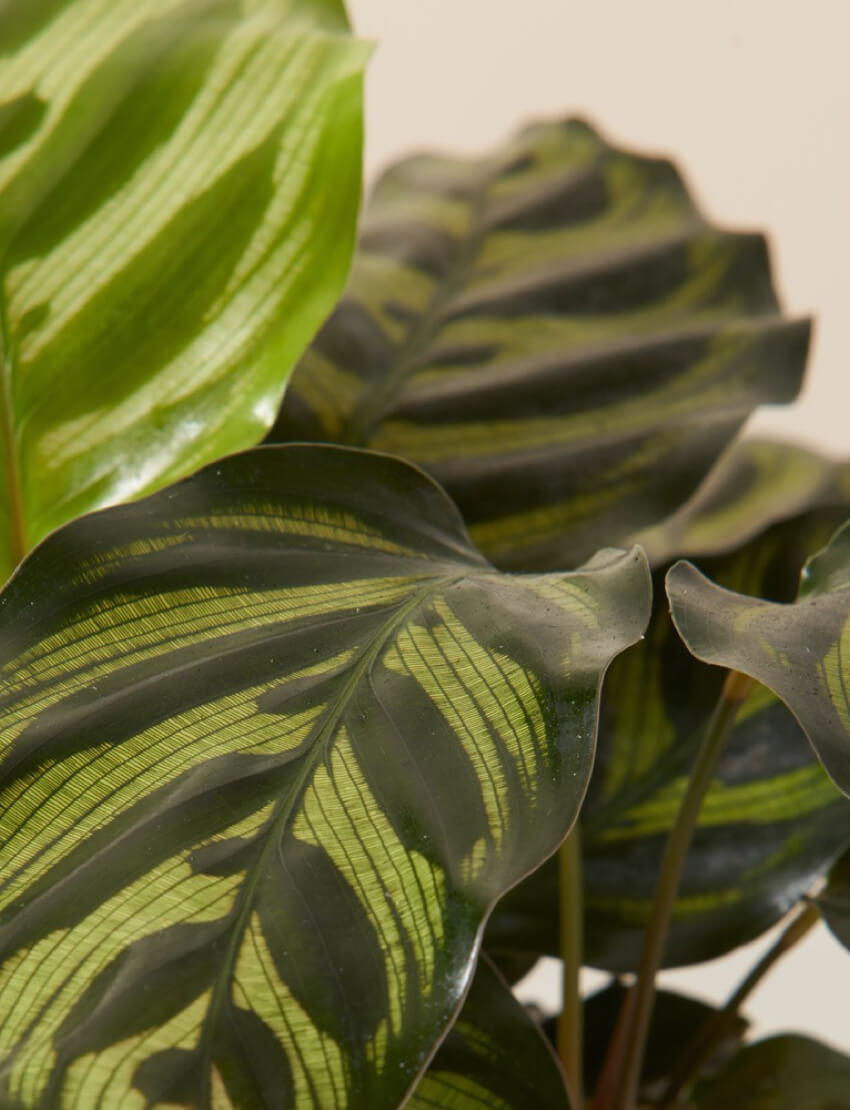 product_plants_08_3