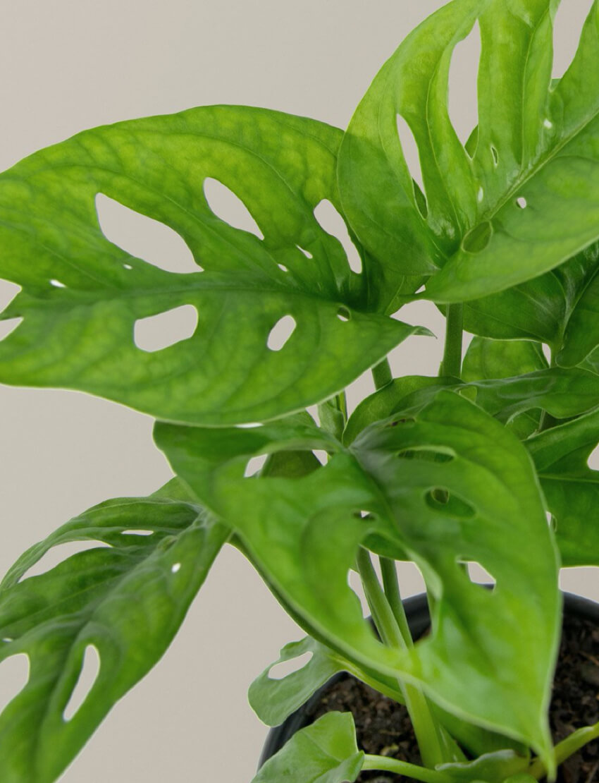 product_plants_09_3