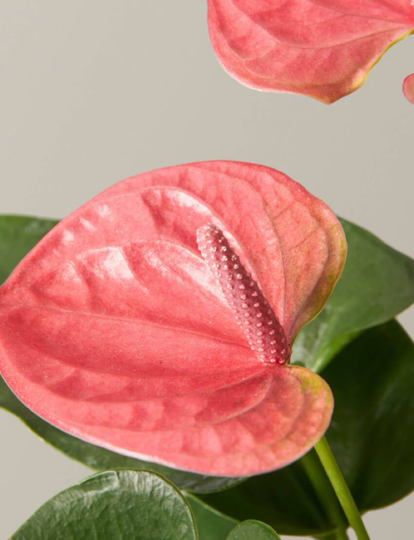 product_plants_12_2